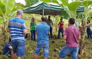 Bananicultores de Sombrio prosperam na produção orgânica