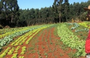 Cooperativa de orgânicos aumenta faturamento durante a crise do Coronavírus