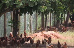 Korin atesta produção de ovos sem usar transgênicos no processo