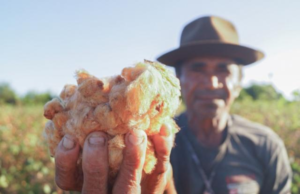 Paraíba amplia produção de algodão colorido