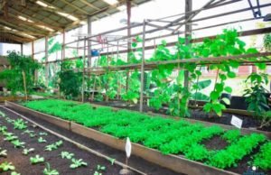 Horta em hospital no Pará conquista prêmio nacional