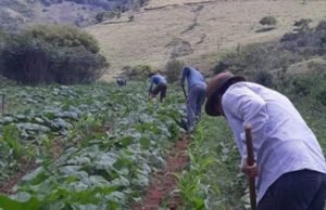 Trabalho desenvolvido há cerca 15 anos por coletivo em Teresópolis, no Rio de Janeiro, foi reconhecido por entidade do Reino Unido durante a COP26 por sua contribuição ao meio ambiente