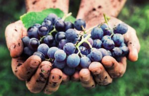 Qual a diferença entre os vinhos biodinâmicos, naturais e orgânicos?
