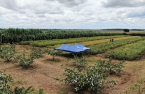 Expoagro terá debates sobre sistema orgânico, crédito rural e políticas para agricultura familiar