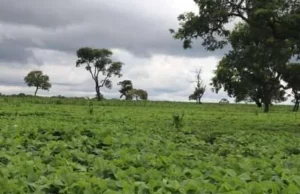 Confira portaria Nº 784 do MAPA, de 19 de abril de 2023