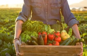 Orgânicos: os queridinhos da vez