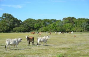 Cresce em 30% o número de produtores certificados por protocolo no Pantanal