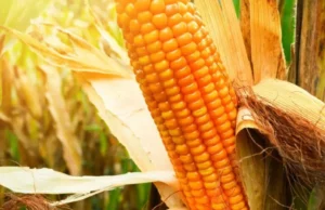 Agricultores brasileiros mudam foco para milho