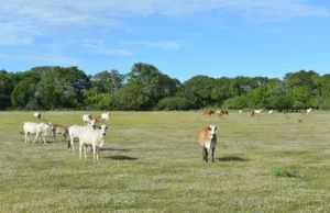 Carne orgânica pantaneira teve adesão de mais 30% de produtores do bioma em 2023