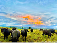 SP: agricultores ampliam linhas de produtos orgânicos e agroecológicos